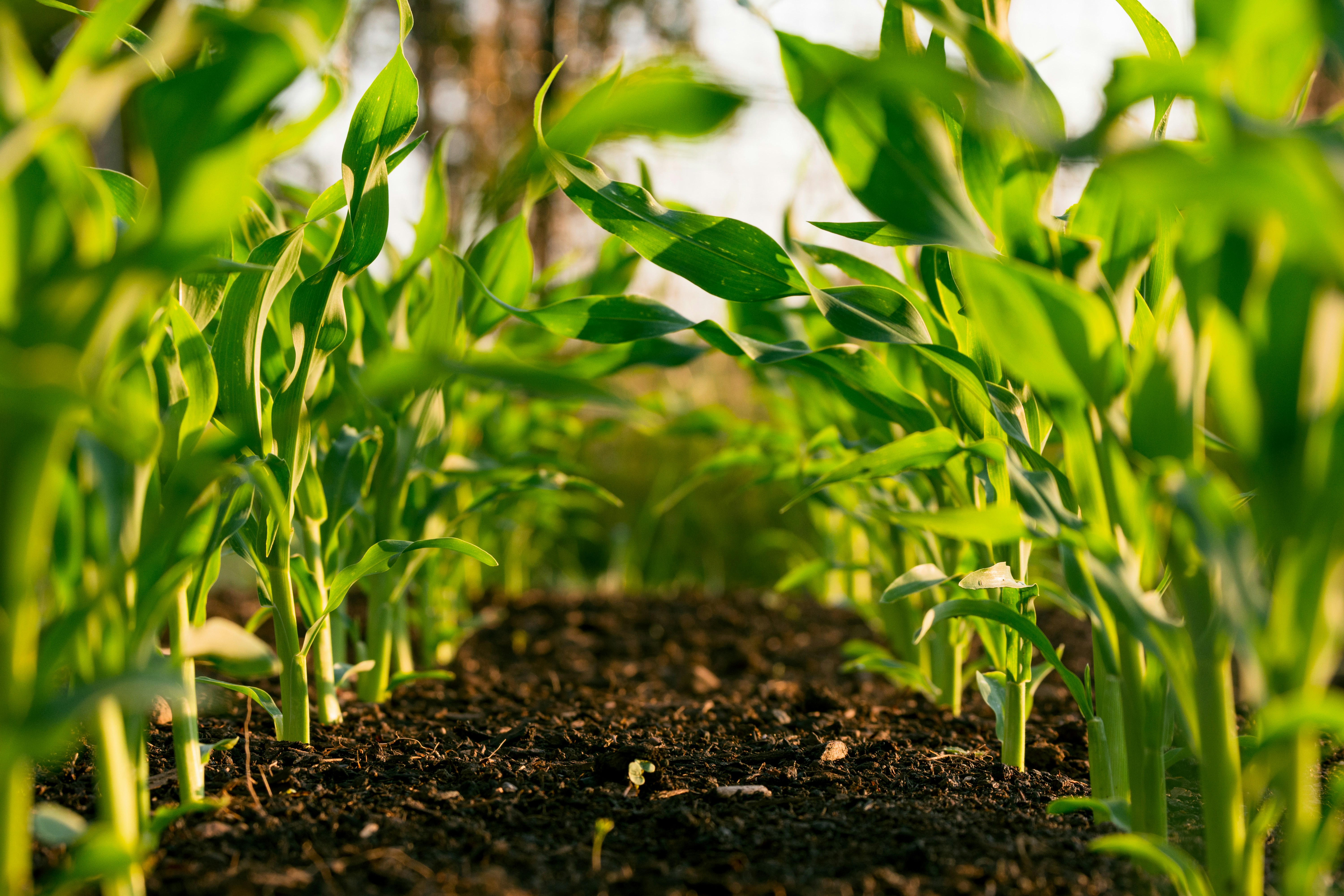 Growing crop seedlings in soil