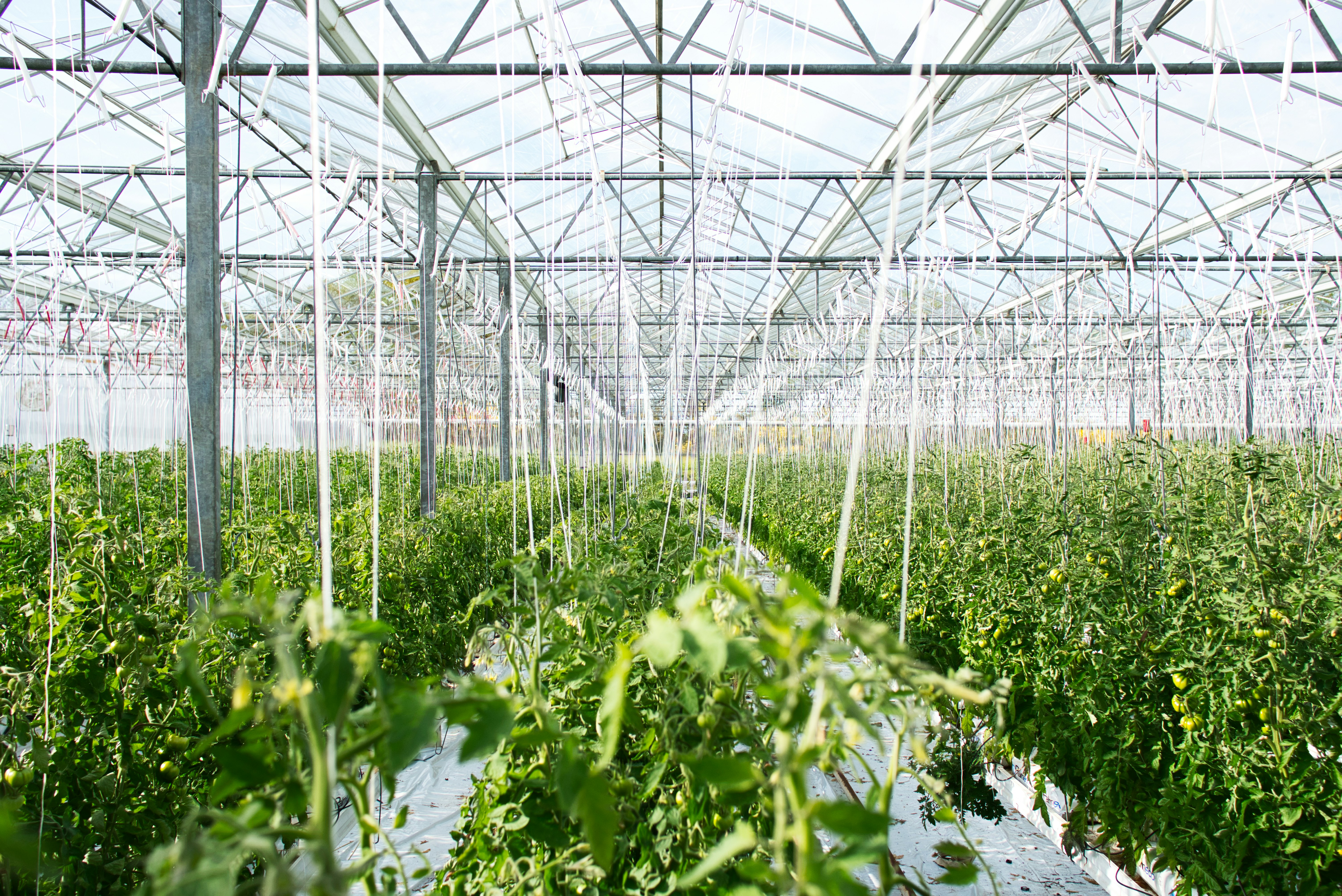 Modern greenhouse with growing plants